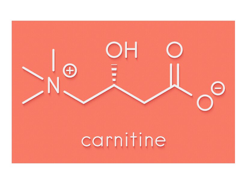 carnitine.jpg